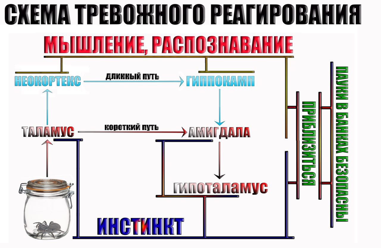 shema-trevozhnogo-reagirovaniya-5